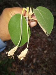 Helicteres baruensis