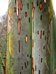 Orthoclydon praefectata