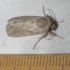 Spodoptera albula