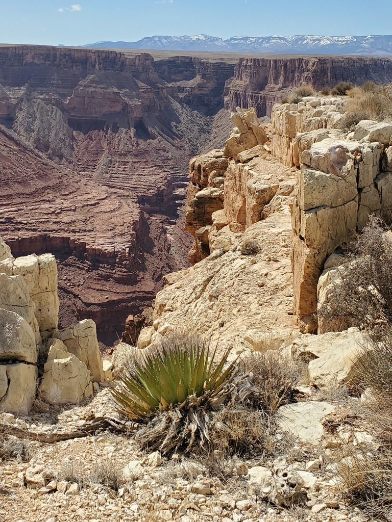 Agave utahensis, Coconino County, US-AZ, US