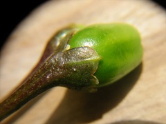 Leucinodes cordalis