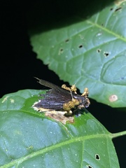 Akanthomyces tuberculatus
