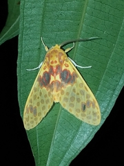Amaxia pulchra