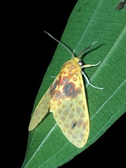 Amaxia pulchra