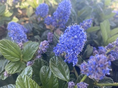 Ceanothus
