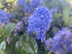 Ceanothus