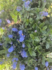 Ceanothus