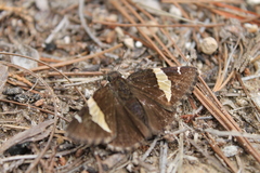 Thorybes pseudocellus