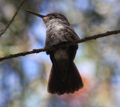 Trochilidae