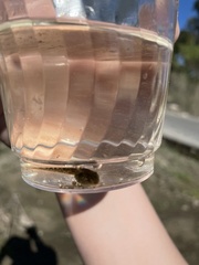 Pseudacris