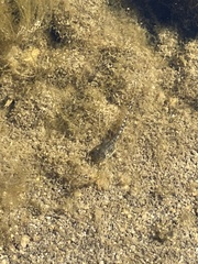 Pseudacris