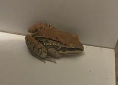 Leptodactylus mystacinus
