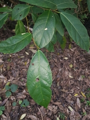 Ficus fraseri