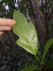 Ficus fraseri