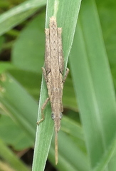 Algete brunneri