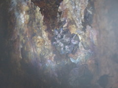 Chrotopterus auritus