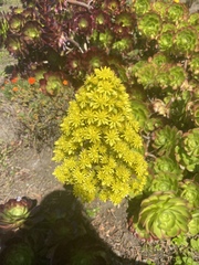 Aeonium