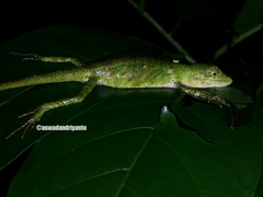 Pseudocalotes tympanistriga