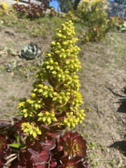 Aeonium