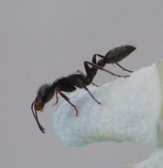 Pseudomyrmex