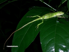 Pseudocalotes tympanistriga