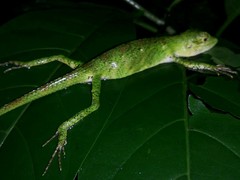 Pseudocalotes tympanistriga