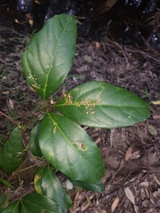 Cissus sterculiifolia
