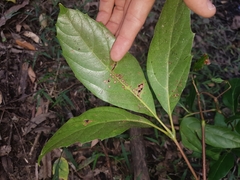 Cissus sterculiifolia