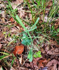 Pisum sativum sativum