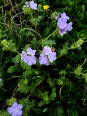 Phacelia hirsuta