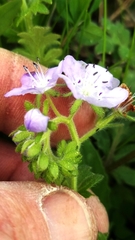 Phacelia hirsuta