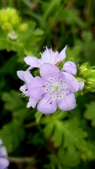 Phacelia hirsuta