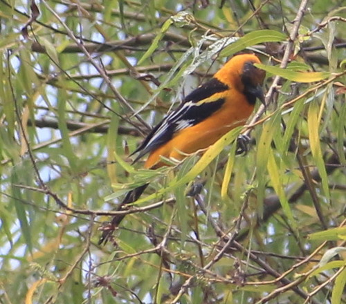 Oriole à gros bec (Icterus gularis)