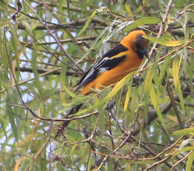Altamira Oriole illustration