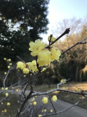 Chimonanthus praecox