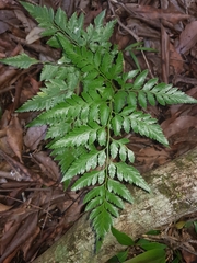 Davallia solida pyxidata