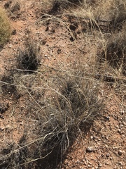 Sporobolus flexuosus