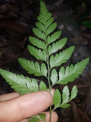 Davallia solida pyxidata