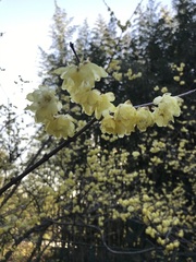 Chimonanthus praecox