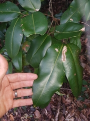 Mischocarpus pyriformis