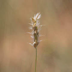 Paraneurachne muelleri