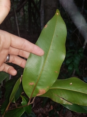 Mischocarpus pyriformis