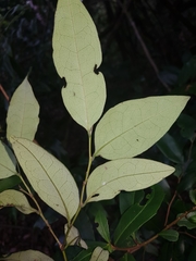Diospyros pentamera