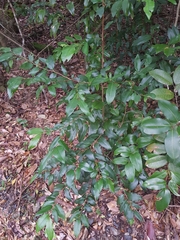 Diospyros pentamera