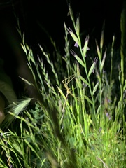 Apterobittacus apterus