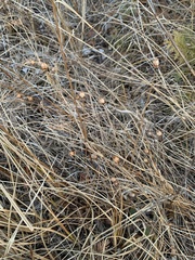 Parnassia glauca