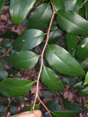 Diospyros pentamera
