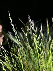 Apterobittacus apterus