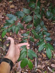 Diospyros pentamera