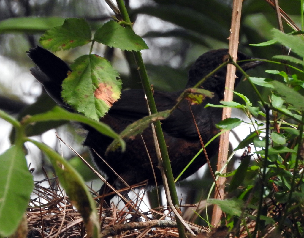 Black-throated Huet-huet